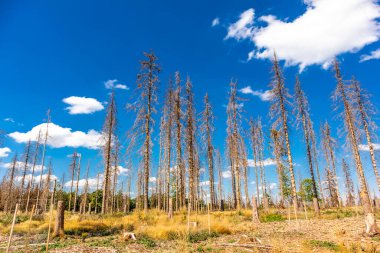 Summer hike along the Rennsteig between Brotterode and Eisenach in beautiful sunshine - Thuringia - Germany