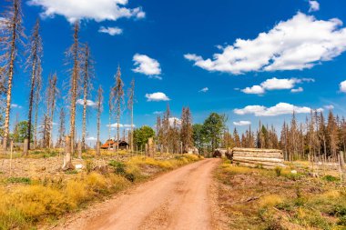 Summer hike along the Rennsteig between Brotterode and Eisenach in beautiful sunshine - Thuringia - Germany