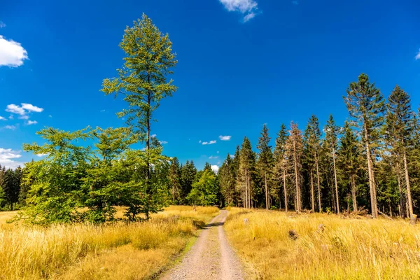 Summer hike along the Rennsteig between Brotterode and Eisenach in beautiful sunshine - Thuringia - Germany