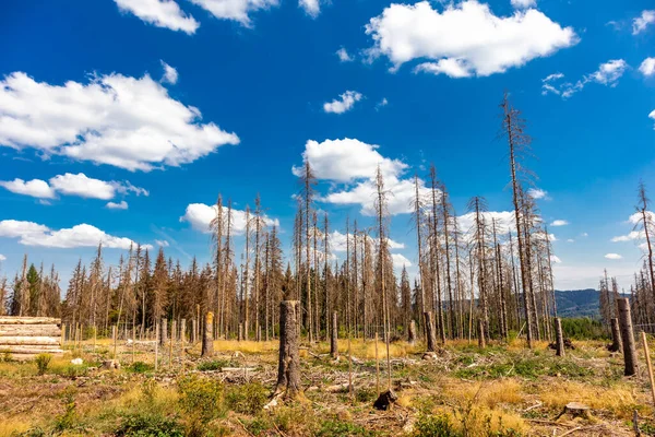 Summer hike along the Rennsteig between Brotterode and Eisenach in beautiful sunshine - Thuringia - Germany