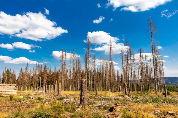 Summer hike along the Rennsteig between Brotterode and Eisenach in beautiful sunshine - Thuringia - Germany