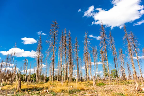 Summer hike along the Rennsteig between Brotterode and Eisenach in beautiful sunshine - Thuringia - Germany