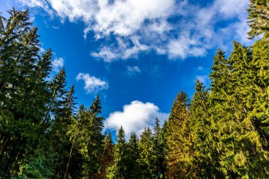 Ilmenau-Thuringia yakınlarındaki Kickelhahn 'a doğru yürüyün.