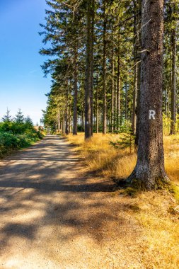 Thüringen Ormanı 'nda sonbahar yürüyüşü - Thüringen - Almanya