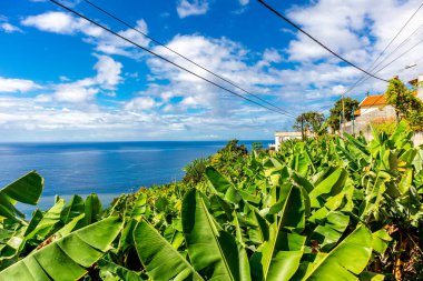Atlantik Okyanusu, Madeira - Portekiz manzaralı Funchal levadas şehrine giderken. 