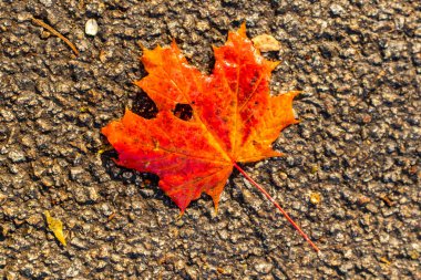 Bergpark 'ta sonbahar yürüyüşü Kassel Wilhelmshhe - Hesse - Almanya