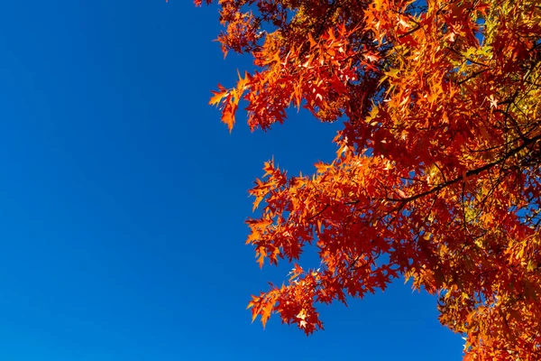 Autumn Прогулка Красивому Бергпарку Гессен Германия — стоковое фото