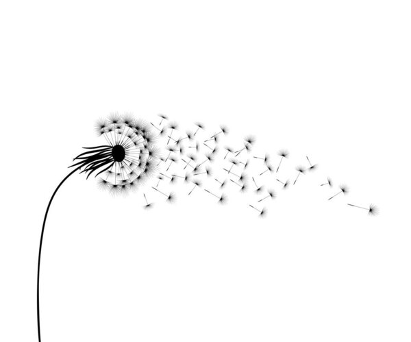 Vector illustration dandelion time. Black Dandelion seeds blowing in the wind. The wind inflates a dandelion isolated on white background.