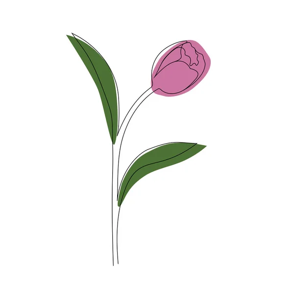 Tulipán Egy Sorban Vázlat Virág Színes Sziluett — Stock Vector