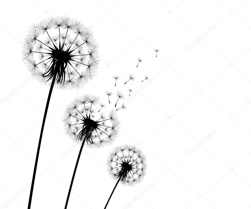 Vector illustration dandelion time. Black Dandelion seeds blowing in the wind. The wind inflates a dandelion isolated on white background.