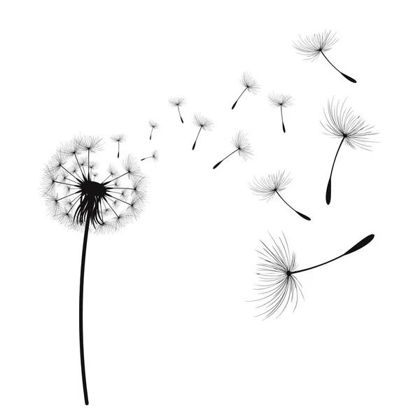 Vector illustration dandelion time. Black Dandelion seeds blowing in the wind. The wind inflates a dandelion isolated on white background. — Stock Vector