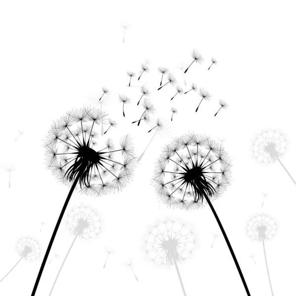 Vector illustration dandelion time. Black Dandelion seeds blowing in the wind. The wind inflates a dandelion isolated on white background. — Stock Vector