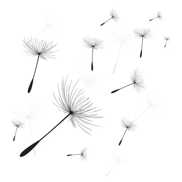 Vector illustration dandelion time. Black Dandelion seeds blowing in the wind. The wind inflates a dandelion isolated on white background. — Stock Vector
