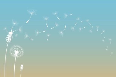 Karahindiba zamanının vektör çizimi. Rüzgarda esen beyaz, güzel karahindiba tohumları. Rüzgar, düzenlenebilir arka planda izole edilmiş bir karahindibayı şişirir..