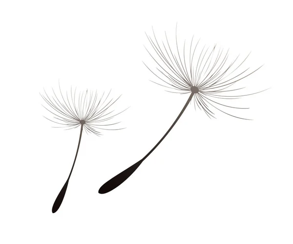 Vector Illustration Dandelion Time Black Dandelion Seeds Blowing Wind Wind — Stock Vector