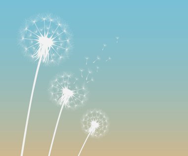 Karahindiba zamanının vektör çizimi. Rüzgarda esen beyaz, güzel karahindiba tohumları. Rüzgar, düzenlenebilir arka planda izole edilmiş bir karahindibayı şişirir.