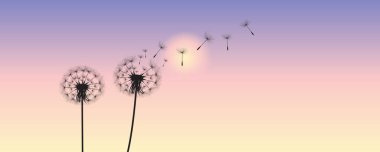 Karahindiba zamanının vektör çizimi. Rüzgarda esen güzel gerçekçi karahindiba tohumları. Rüzgâr karahindibayı şişiriyor. Mor gökyüzü arka planında izole bir şekilde.