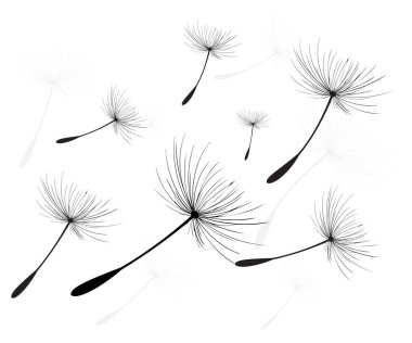 Vektör illüstrasyon karahindiba zamanı. Rüzgarda uçuşan kara hindiba tohumları. Rüzgar beyaz arka planda izole edilmiş bir karahindibayı şişiriyor.