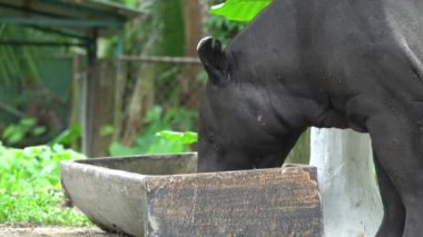 Tapir Malezya Ulusal Hayvanat Bahçesinde (Tapirus Indicus) yakın plan