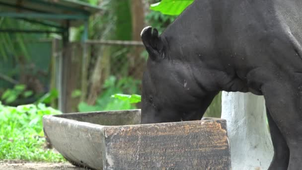 マレーシア国立動物園 タピルス インディクス のタピール — ストック動画