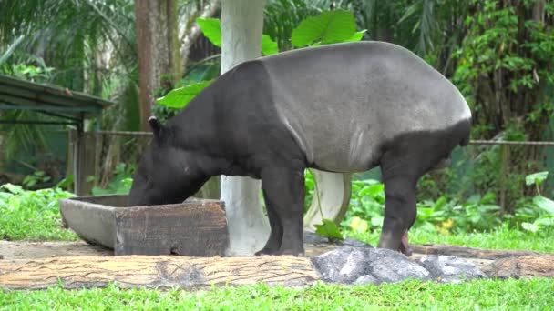 Tapir Primer Plano Del Zoológico Nacional Malasia Tapirus Indicus — Vídeo de stock