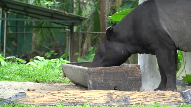 Tapir Primer Plano Del Zoológico Nacional Malasia Tapirus Indicus — Vídeo de stock