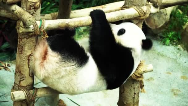 Metraje Del Oso Panda Gigante Una Especie Oso Endémica China — Vídeos de Stock