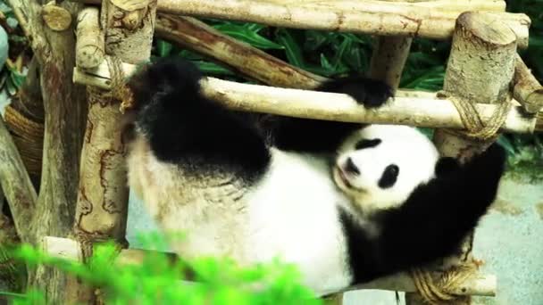 Footage Giant Panda Bear Uma Espécie Urso Endémica China — Vídeo de Stock