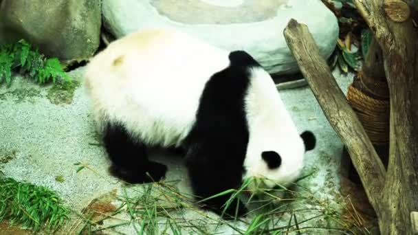 Záběry Obří Pandy Medvěda Druh Medvěda Endemický Pro Čínu — Stock video