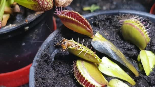 Krekel Gevangen Bij Venus Vliegenvanger Dionaea Muscipula Vleesetende Plant Een — Stockvideo