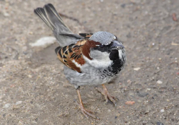 Weinig sparrow — Stockfoto