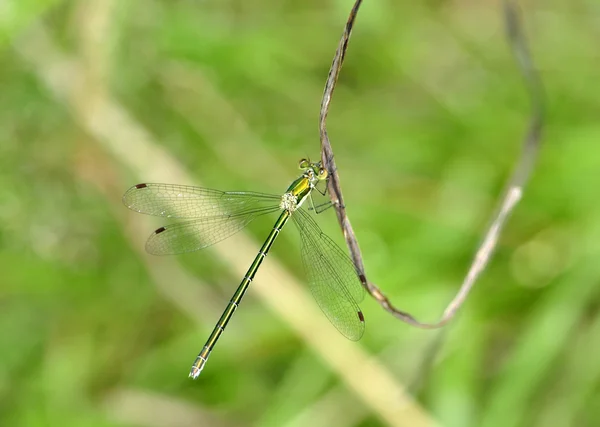 Dragonfly - acrobat — Stockfoto