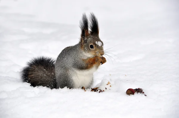 Squirrel picnic — Stock Photo, Image