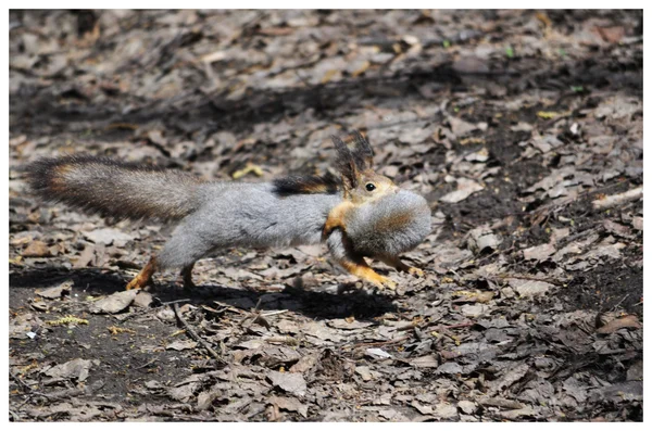 Mother carry little squirrel — Stock Photo, Image