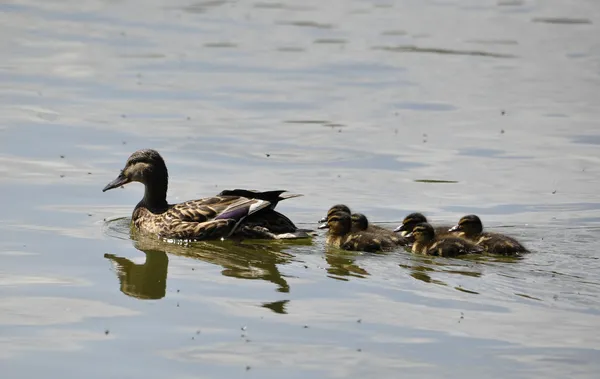 Mother duck — Stockfoto