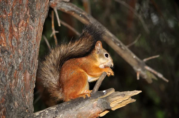 Squirrel — Stock Photo, Image