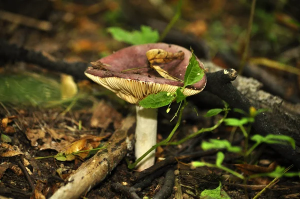 Pilz — Stockfoto