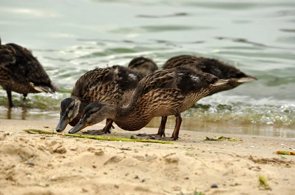 Göl kenarında ördek