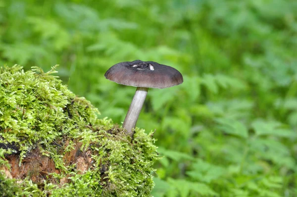 Pilz steht allein da — Stockfoto