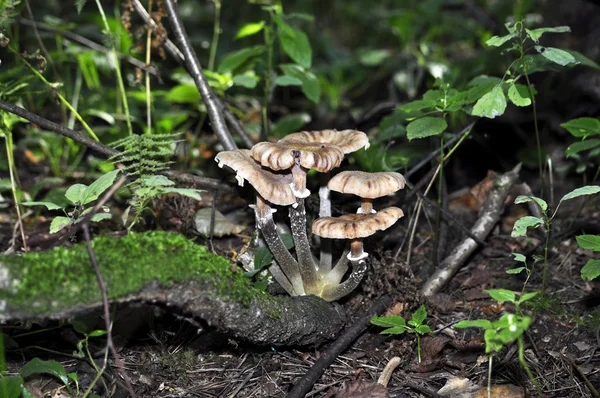 Pilzwolke — Stockfoto