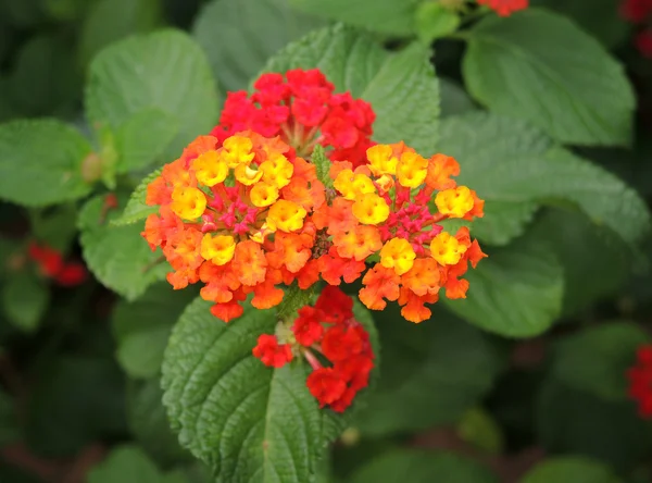 Akdeniz çiçekmediterrane bloemen