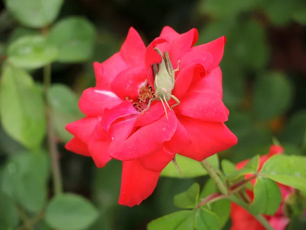 Rose ve çekirge