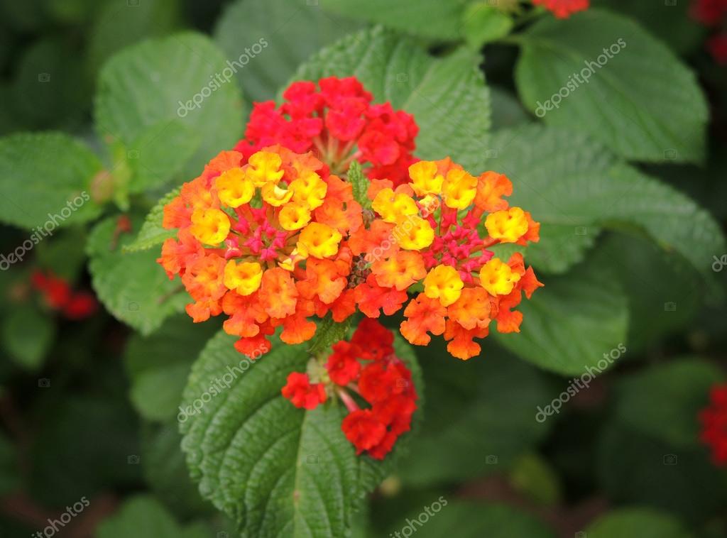Mediterranean flowers Stock Photo by ©Mr_Romson 31638039
