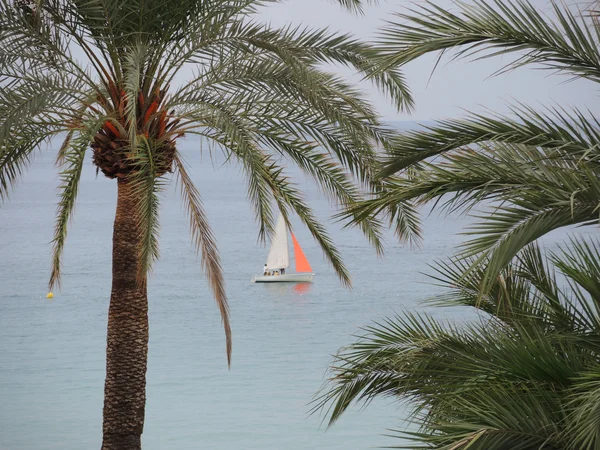 palmiye ağacı ve yat