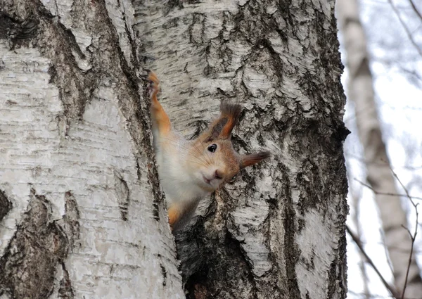 Śmieszne wiewiórki — Zdjęcie stockowe