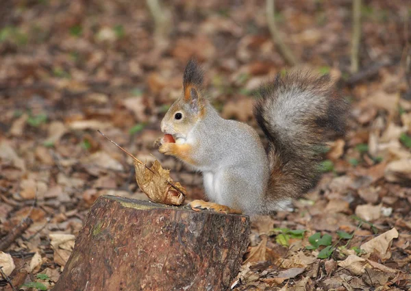 Picnic con scoiattolo — Foto Stock