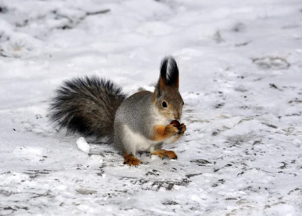 Squirrel — Stock Photo, Image