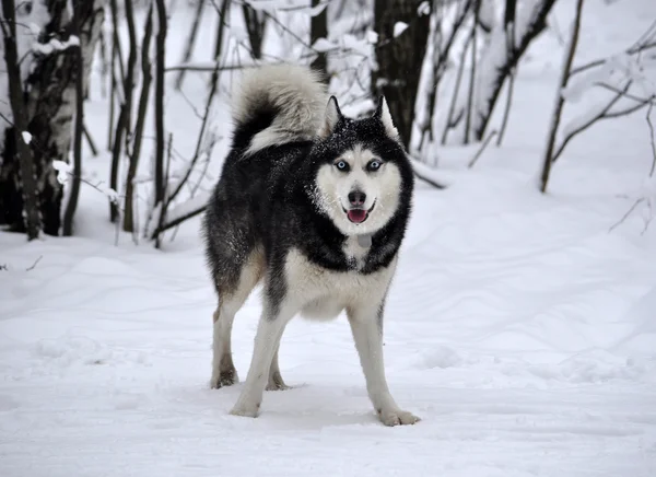 Oh, mein Gott! — Stockfoto