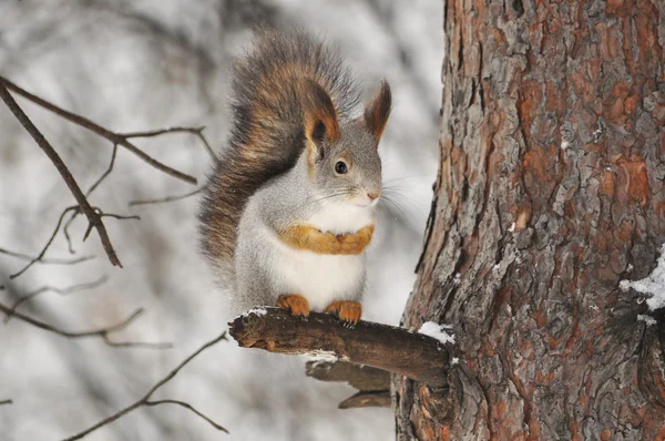 Squirrel on tree — Stock Photo, Image