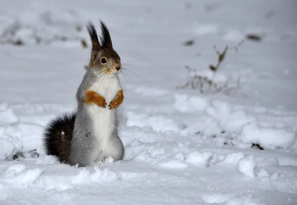 Squirrel in winter forest — Stock Photo, Image
